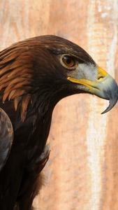 a golden eagle with a yellow beak eagle iphone wallpaper