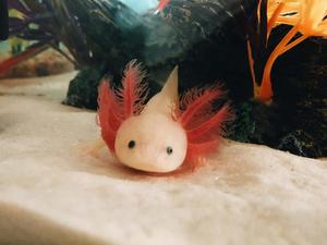 A gorgeous and unique Axolotl axolotl wallpaper