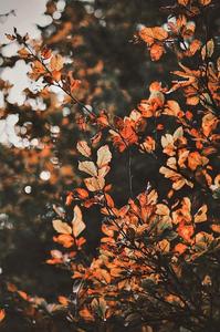 A gorgeous Fall iphone background fall iphone wallpaper