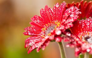 A gorgeous wet red daisy flower flower wallpaper