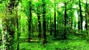 a green forest with trees forest wallpaper