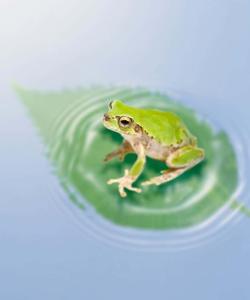 a green frog is sitting on a leaf in water 1080p wallpaper