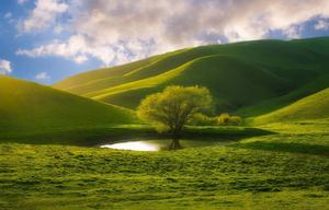 a green hill with a tree nature wallpaper