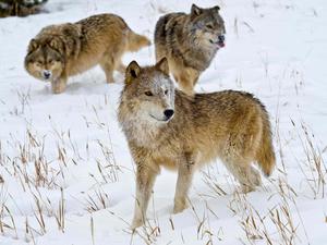 A grey wolf silently walking through a snow-covered forest. wolf wallpaper