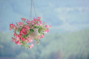 a hanging basket with flowers nature flower wallpaper