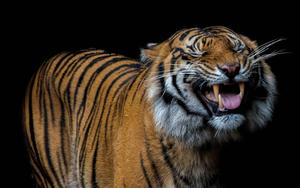 A Happy Tiger Smiles at the Camera tiger wallpaper