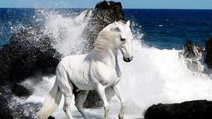 A Horse Grazing in a Lush Meadow horse wallpaper
