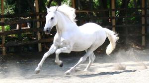 A horse in its natural habitat surrounded by beautiful forest and rolling hills
