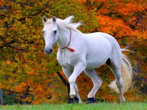 A horse running in a sunny meadow horse wallpaper