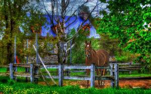 A horse standing in front of a house on a beautiful evening horse wallpaper