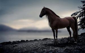 a horse standing on a rock