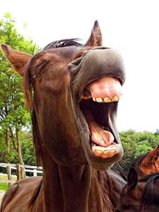 a horse with its mouth open funny wallpaper