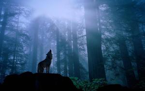 A Howling Wolf in the Moonlight wolf wallpaper
