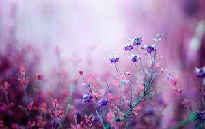 A Lavender Bouquet of Lush Pink and Purple Blooms flower wallpaper