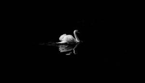 A Lone White Swan Gently Gliding Across a Black Lake black wallpaper