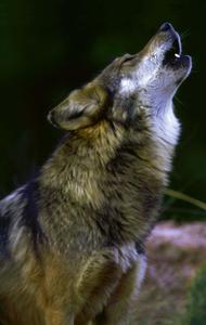 A lone wolf howls atop a rocky landscape wolf wallpaper