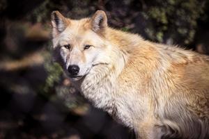 A lone wolf howls in the night. wolf wallpaper
