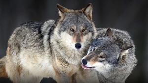 A lone wolf stares out from a thicket of trees wolf wallpaper
