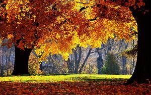 A Lovely View of Orange Trees During Fall fall wallpaper
