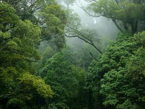 A lush and vibrant forest full of life forest wallpaper