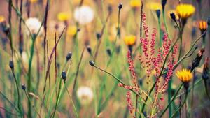 A lush field of beautiful wildflowers flower wallpaper