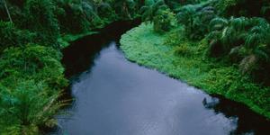 A lush forest of evergreen trees provides a tranquil retreat forest wallpaper