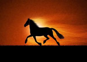 A magnificent chestnut horse galloping in a meadow horse wallpaper