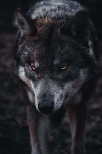 A Majestic Alpha Wolf wolf wallpaper