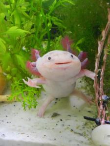 A Majestic Axolotl in Its Natural Habitat axolotl wallpaper