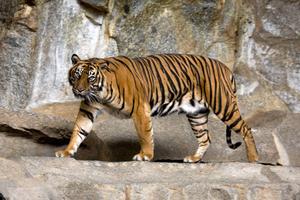 A majestic Bengal Tiger blends in to the lush greenery of its natural habitat tiger wallpaper