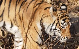 A majestic Bengal Tiger walking through its habitat tiger wallpaper