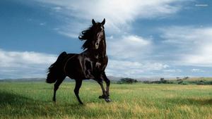 A majestic black horse in a lush pasture horse wallpaper