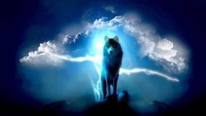A majestic blue wolf stares across the desolate landscape wolf wallpaper