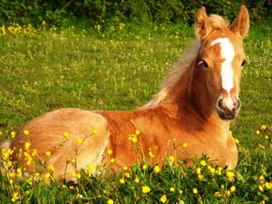 A majestic horse running freely in a meadow horse wallpaper