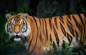 A majestic Tiger basking in the sun tiger wallpaper