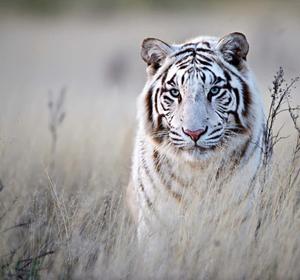 A Majestic Tiger in its Natural Habitat tiger wallpaper