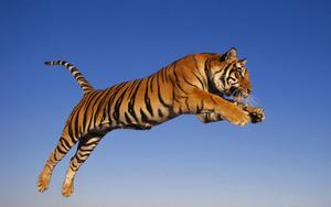 A Majestic Tiger Leaps Across The Savannah tiger wallpaper