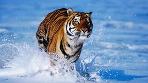 A majestic Tiger running through the water tiger wallpaper