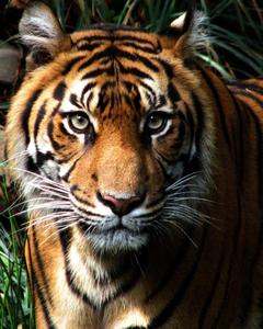 A majestic tiger standing in a lush forest tiger wallpaper