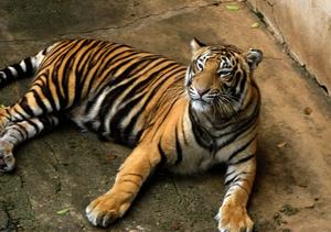 A majestic tiger stares at the camera tiger wallpaper