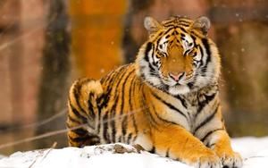 A majestic tiger walking among lemongrass. tiger wallpaper