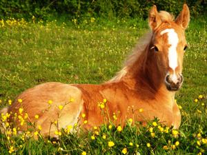 A majestic white stallion standing in a lush field.