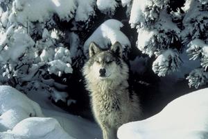 A majestic wolf against a stark white background wolf wallpaper