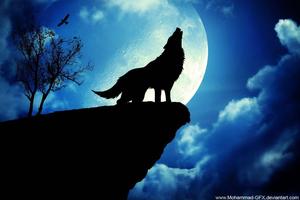 A majestic wolf howling at the dark night sky wolf wallpaper