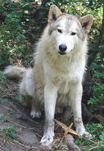 A majestic wolf in its natural habitat wolf wallpaper
