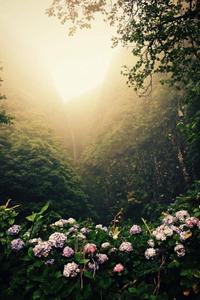 A Mesmerizing Forest Path home screen wallpaper