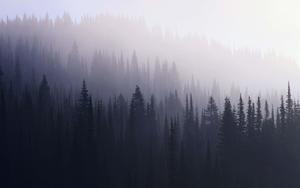 a mountain with trees in the fog forest wallpaper