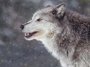 A mysterious grey wolf in its natural habitat wolf wallpaper