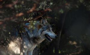 A pack of wolves roam through their natural habitat. wolf wallpaper
