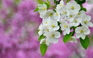 A patch of white flowers swaying in the wind flower wallpaper